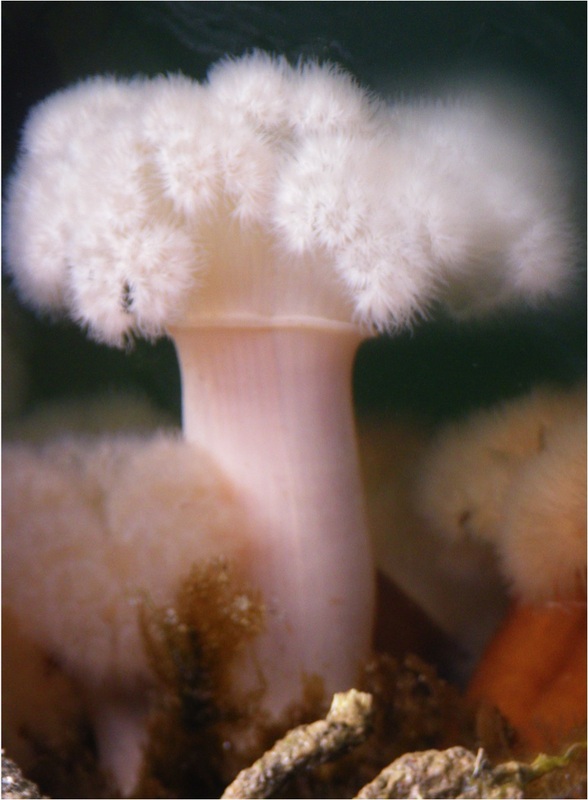 Giant plumose anemone (Metridium giganteum)