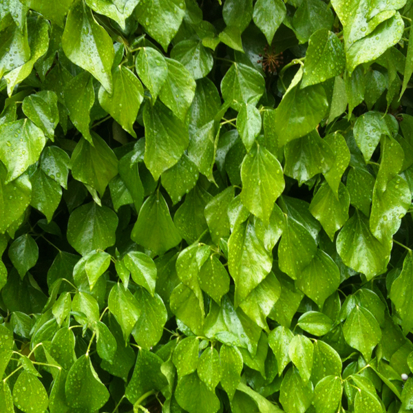 English ivy (Hedera helix)