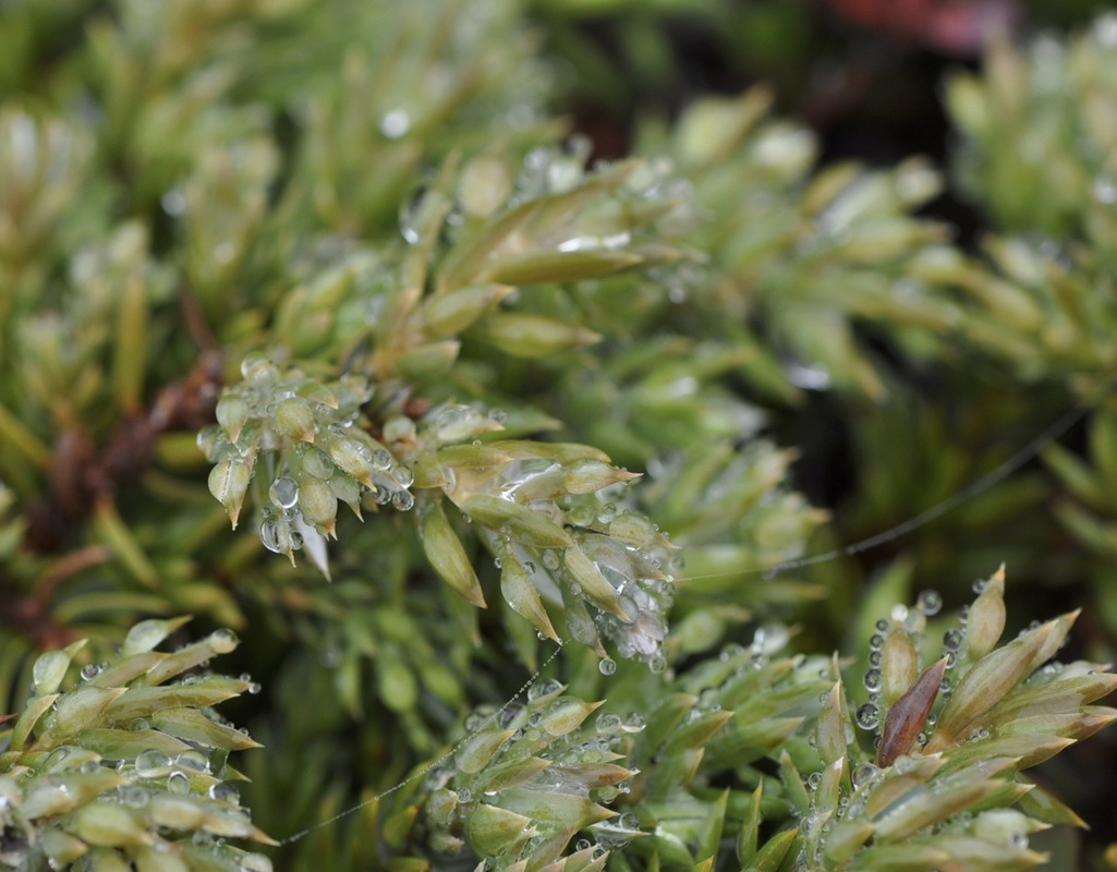 Common juniper (Juniperus communis)