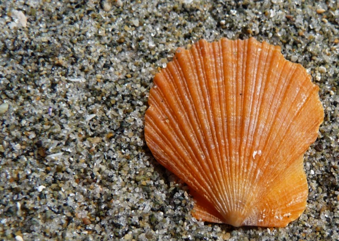 Smooth pink scallop (Chlamys rubida)