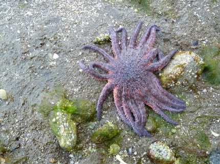 Sunflower star (Pycnopodia helianthoides)