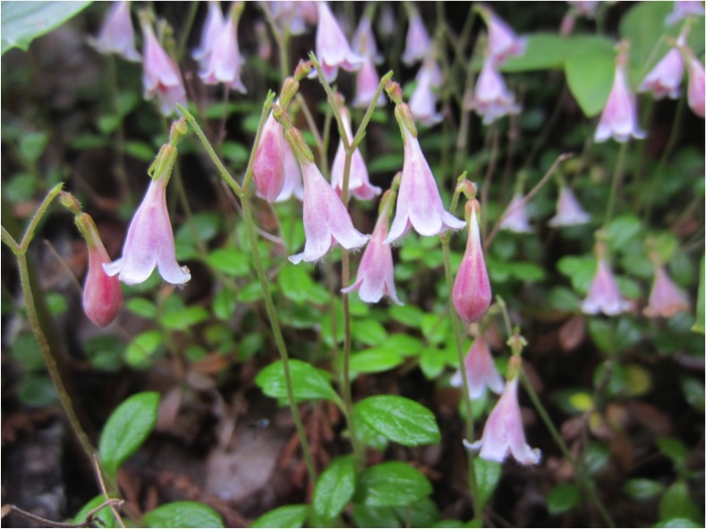 Twinflower  (Linnaea borealis)