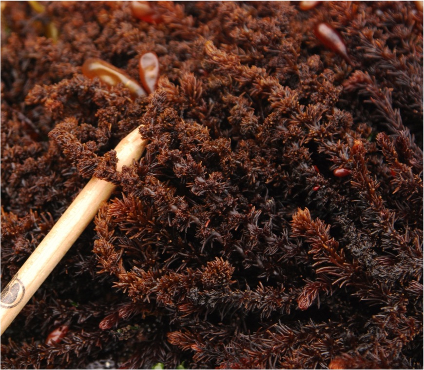 Black pine (Neorhodomela larix)