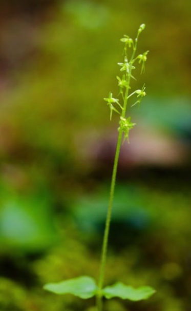 Heart-leaved twayblade  (Listera cordata)
