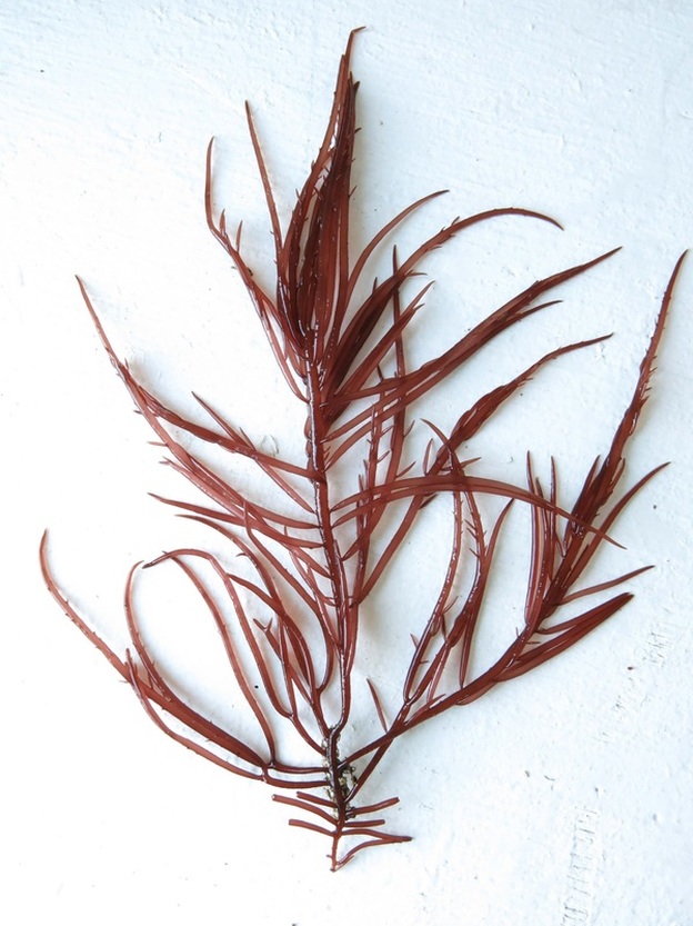 Sarcodiotheca gaudichaudii