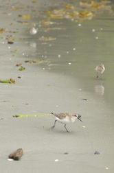Western sandpiper (Calidris mauri)