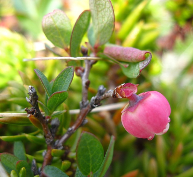 Bog blueberry (Vaccinium uliginosum)