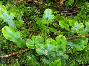 Snake liverwort, conocephalum conicum