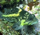 China rockfish (Sebastes nebulosus)