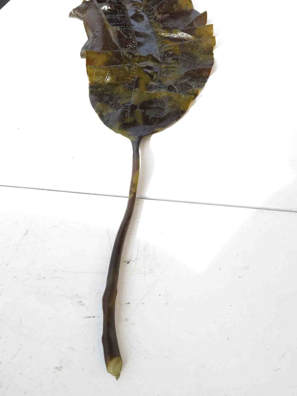 Broad-ribbed kelp (Pleurophycus gardneri)