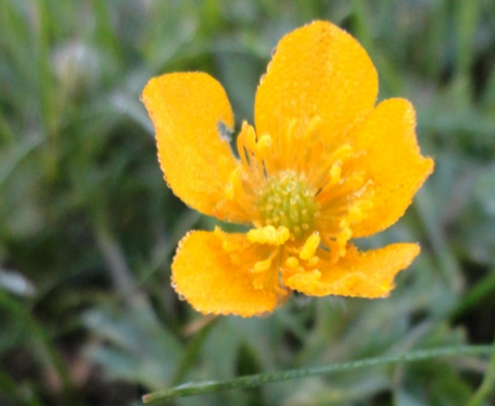 Creeping buttercup (Ranunculus repens)