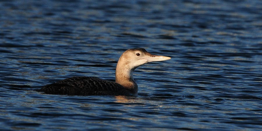 Yellow-billed loon (Gavia adamsii)