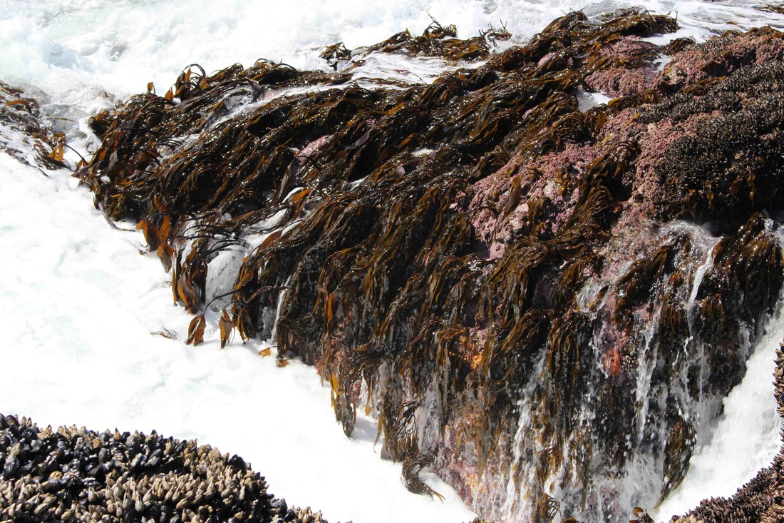 Southern stiff-stiped kelp (Laminaria setchellii)