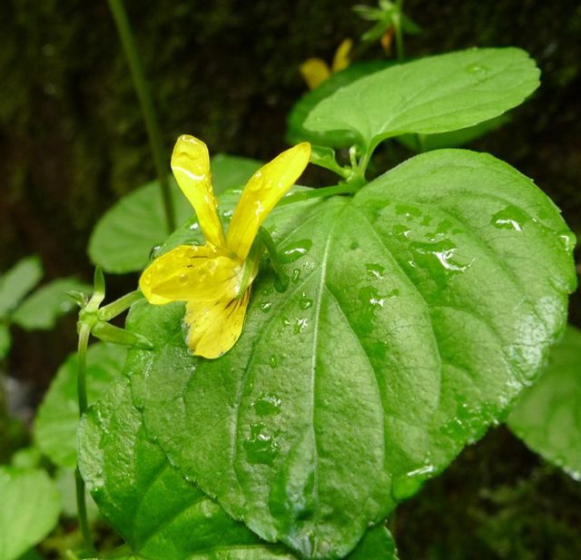 Stream violet (Viola glabella)