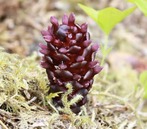 Vancouver groundcone (Boschniakia hookeri)