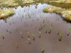 Buckbean (Menyanthes trifoliata)