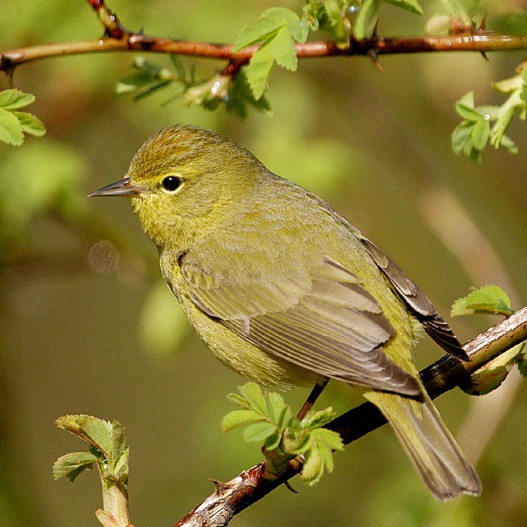 Orange-crowned warbler  (Vermivora celata)