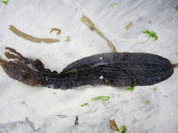 Five-ribbed kelp (Costaria costata)
