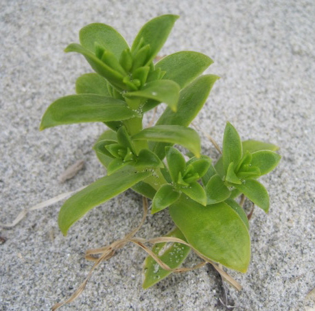 Seabeach sandwort (Honckenya peploides)