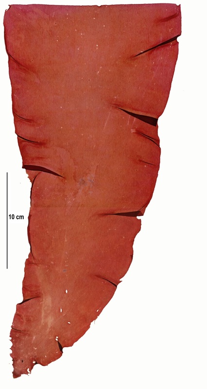 Wildemania occidentalis