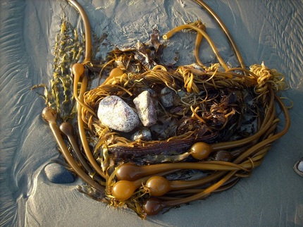Bull kelp (Nereocystis luetkeana)