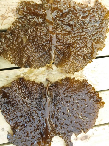 fringed sieve kelp (Agarum fimbriatum)