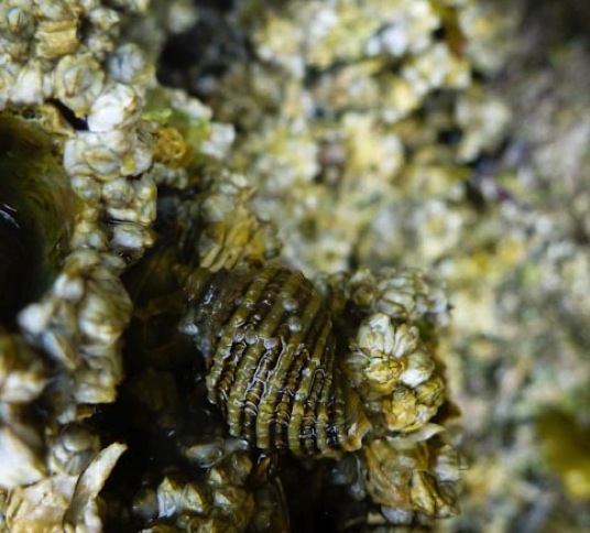 Northern striped dogwinkle (Nucella ostrina)