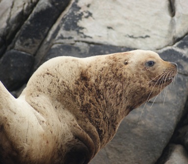 Steller sea lion (Eumetopias jubatus)