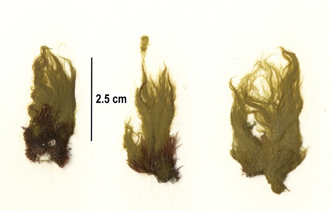 Sea felt (Pylaiella littoralis)