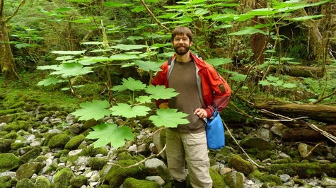 Devil's club (Oplopanax horridus)
