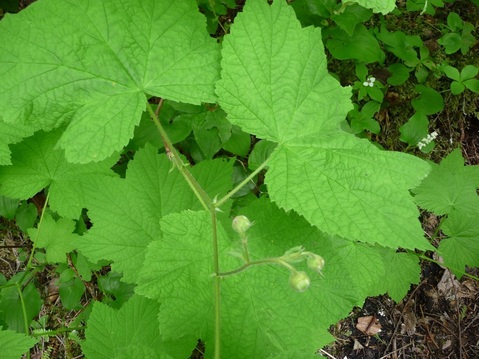 Thimbleberry  (Rubus parviflorus)