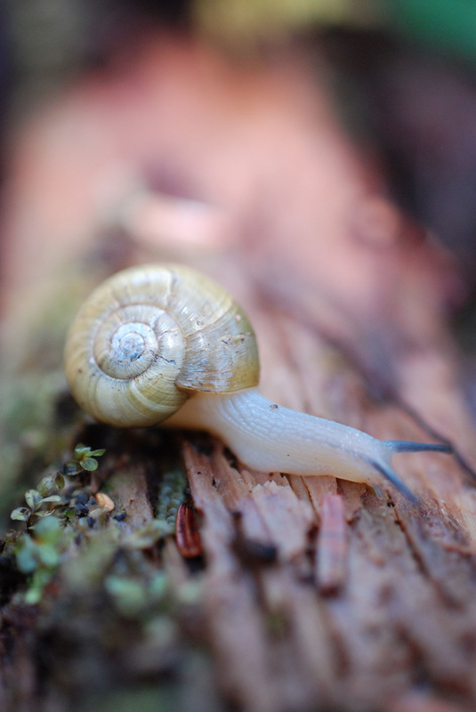 Beaded lancetooth (Ancotrema sportella)