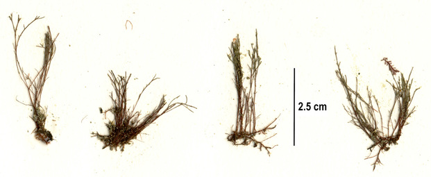 Polysiphonia paniculata