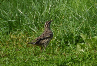 Western meadowlark (Sturnella neglecta)