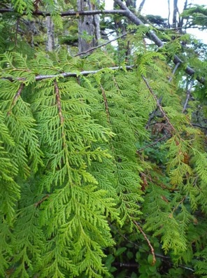 Western redcedar (Thuja plicata)