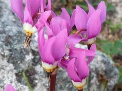 Few-flowered shootingstar  (Dodecatheon pulchellum)