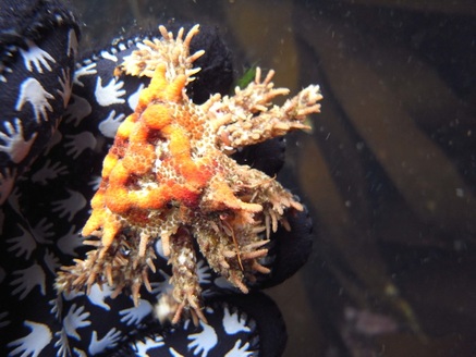 Heart crab (Phyllolithodes papillosus)