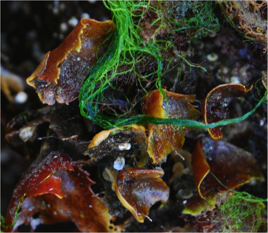 Cup and saucer seaweed (Constantinea simplex)