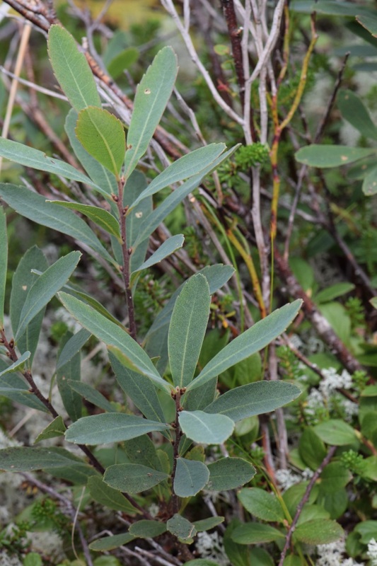 Sweet gale (Myrica gale)