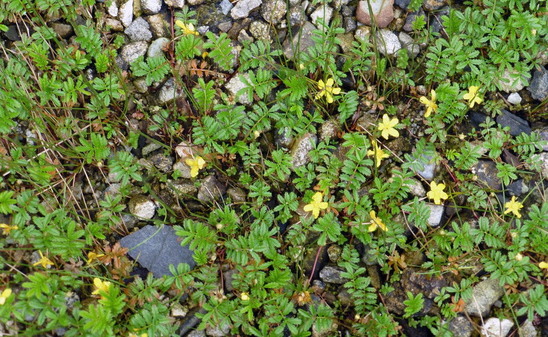 Silverweed (Potentilla anserina)