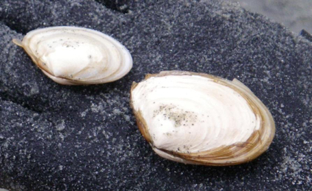 Baltic macoma (Macoma balthica)