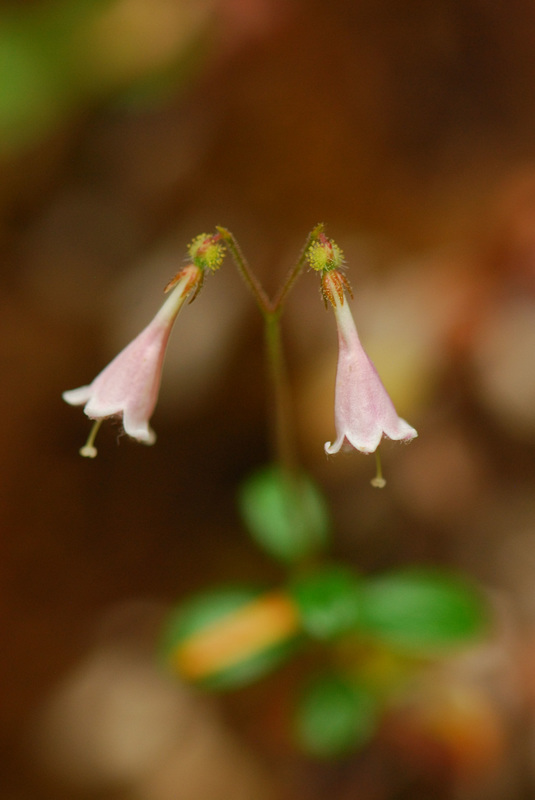 Twinflower  (Linnaea borealis)
