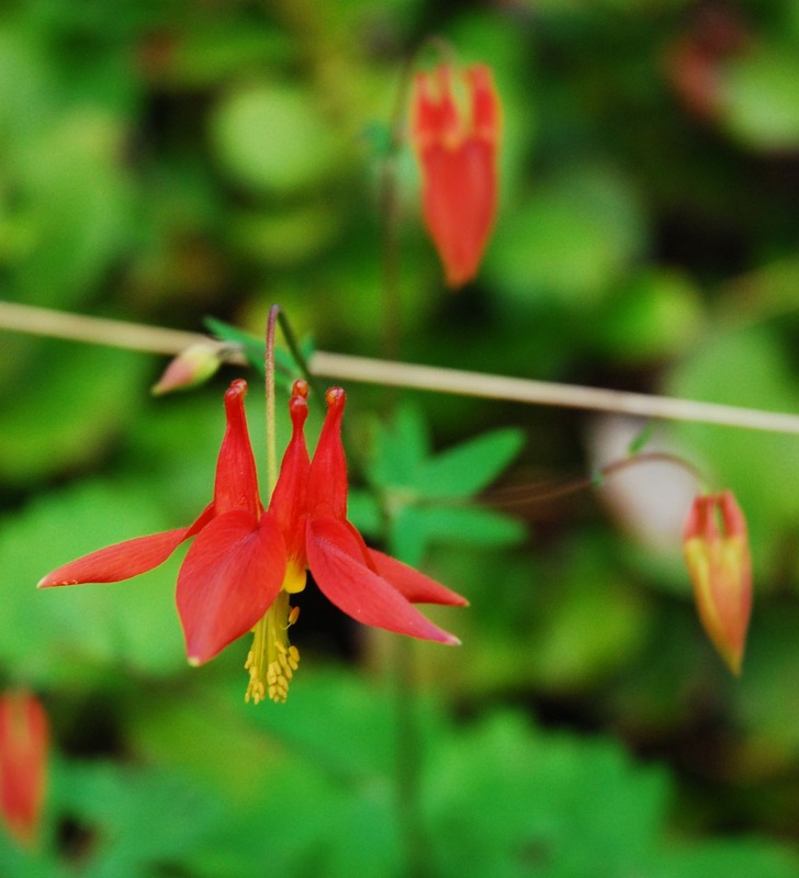Red columbine (Aquilegia formosa)