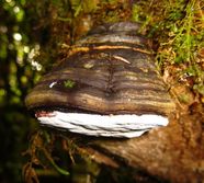 Artist's conk (Ganoderma applanatum)