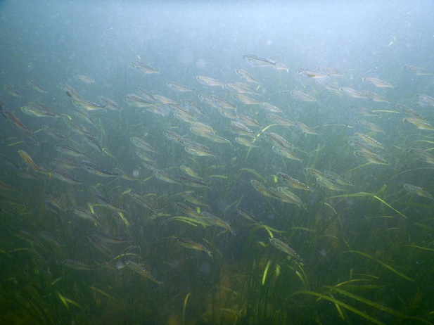 Pacific sandfish (Trichodon trichodon)
