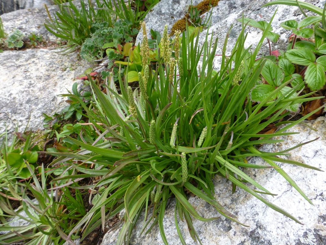 Seaside plantain (Plantago maritima subspecies juncoides)