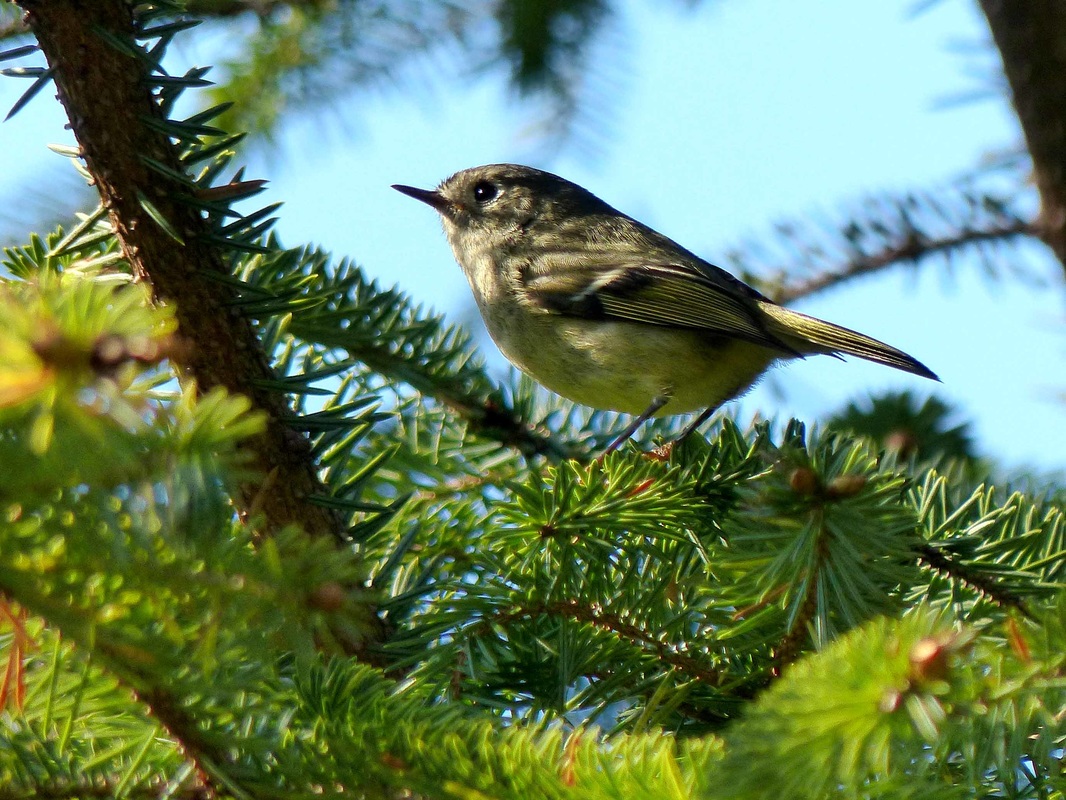 Ruby-crowned kinglet (Regulus calendula)