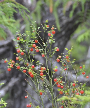 Red huckleberry (Vaccinium parvifolium)