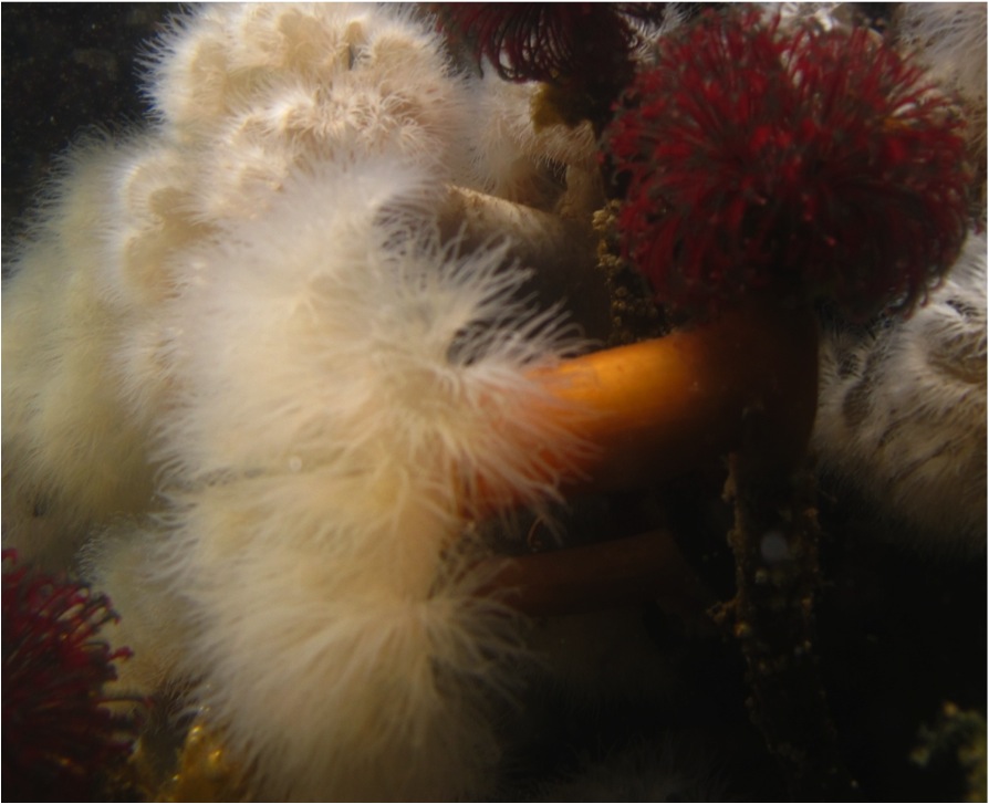 Giant plumose anemone (Metridium giganteum)