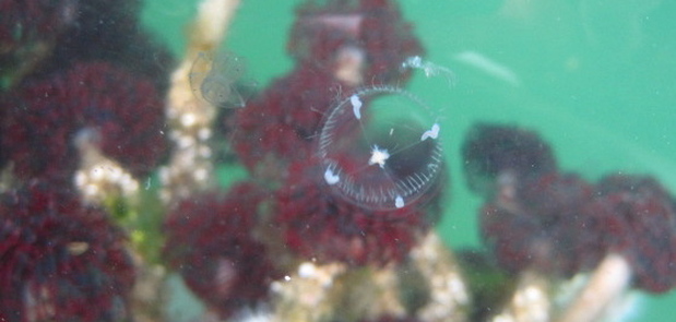 Cross jelly (Mitrocoma cellularia)